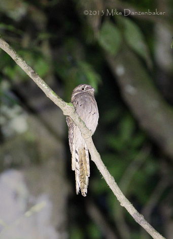 Long-tailed Potoo (Nyctibius aethereus) photo