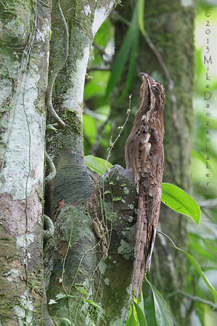 Long-tailed Potoo (Nyctibius aethereus) photo