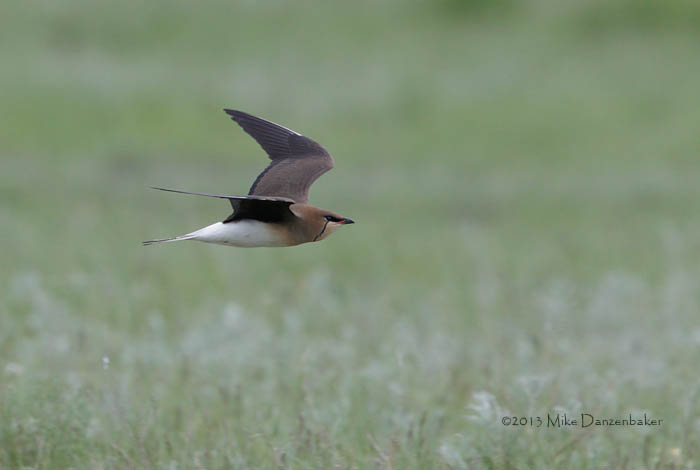 Black-winged Pratincole (Glareola nordmanni) photo