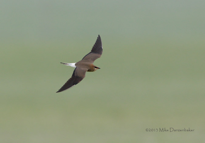 Black-winged Pratincole (Glareola nordmanni) photo