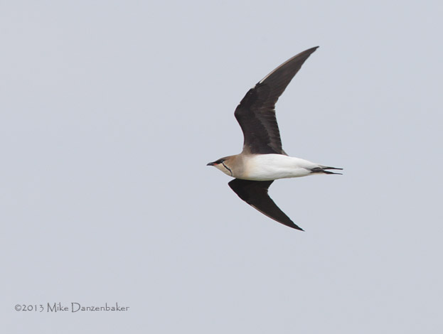 Black-winged Pratincole (Glareola nordmanni) photo
