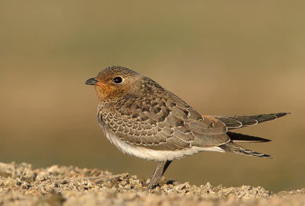 Collared Pratincole (Glareola pratincola) photo