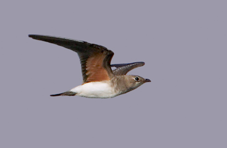 Collared Pratincole (Glareola pratincola) photo