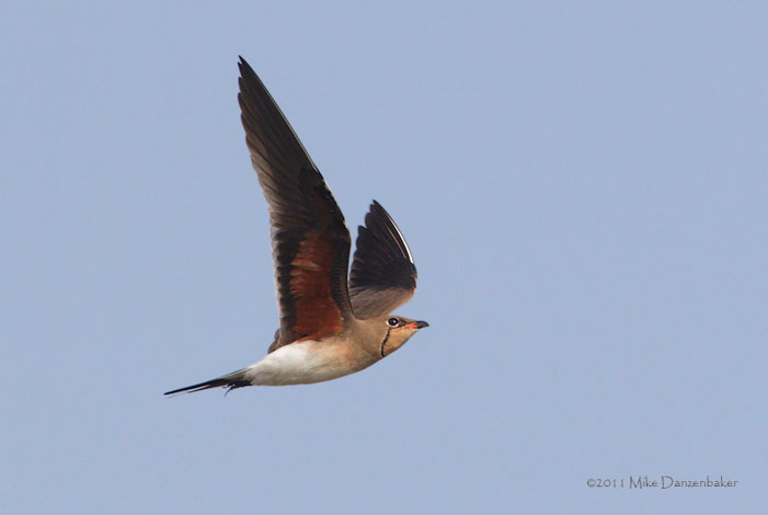 Collared Pratincole (Glareola pratincola) photo
