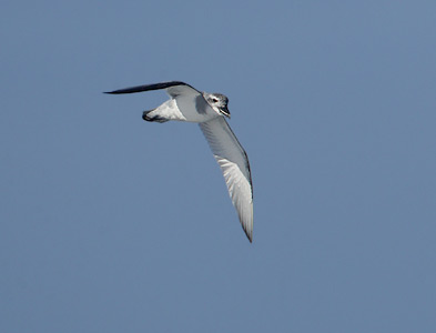Broad-billed Prion (Pachyptila vittata) photo