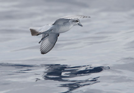 Fairy Prion (Pachyptila turtur) photo