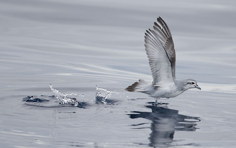 Fairy Prion (Pachyptila turtur) photo