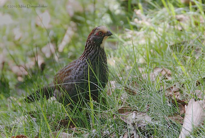Buffy-crowned Wood-Partridge (Dendrortyx leucophrys) photo