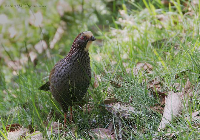 Buffy-crowned Wood-Partridge (Dendrortyx leucophrys) photo