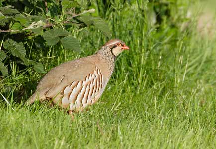 Red-legged Partridge (Alectoris rufa) photo