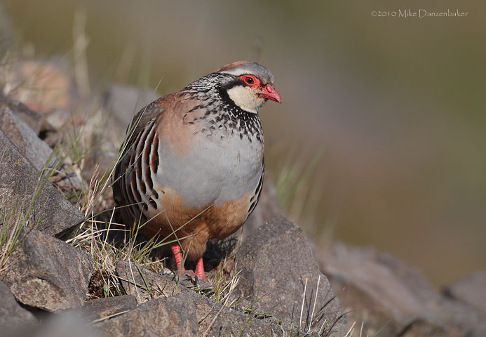 Red-legged Partridge (Alectoris rufa) photo