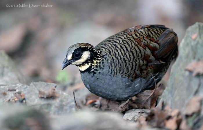 Taiwan Partridge (Arborophila crudigularis) photo