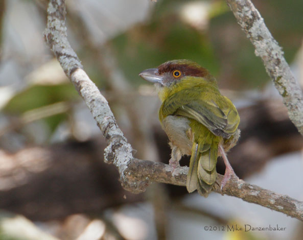 Rufous-browed Peppershrike (Cyclarhis gujanensis) photo