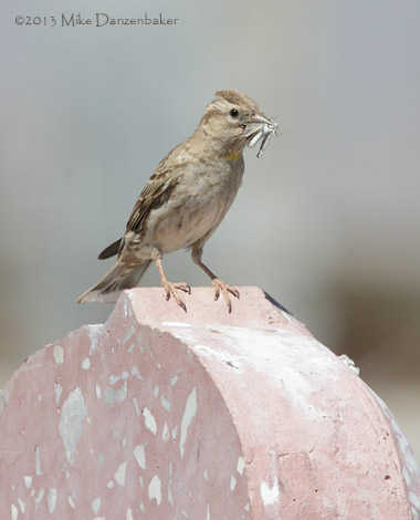 Rock Sparrow (Petronia petronia) photo