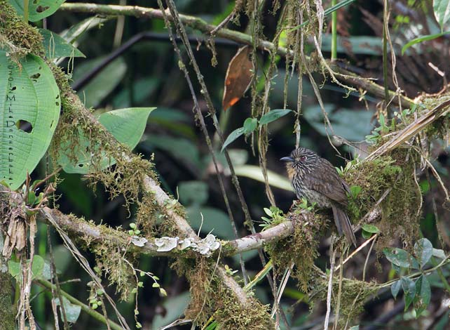 Black-streaked Puffbird (Malacoptila fulvogularis) photo