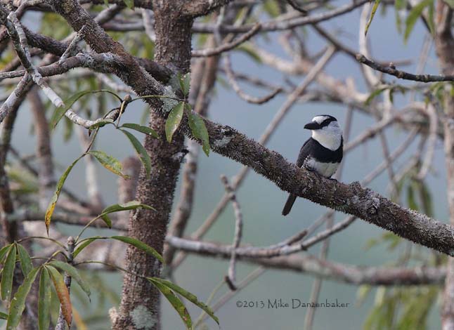 White-necked Puffbird (Notharchus hyperrhynchus) photo