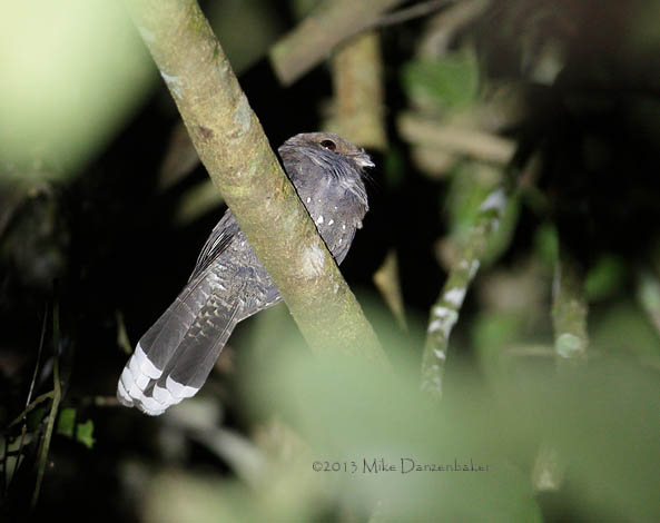 Ocellated Poorwill (Nyctiphrynus ocellatus) photo