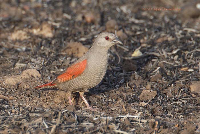 Red-winged Pytilia (Pytilia phoenicoptera) photo