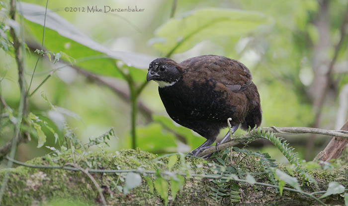 Black-breasted Wood-Quail (Odontophorus leucolaemus) photo