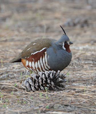 Mountain Quail (Oreortyx pictus) photo