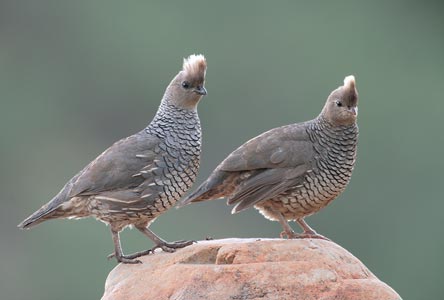 Scaled Quail (Callipepla squamata) photo