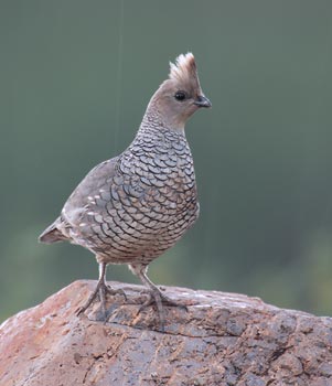 Scaled Quail (Callipepla squamata) photo