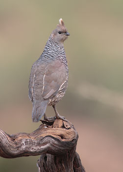 Scaled Quail (Callipepla squamata) photo