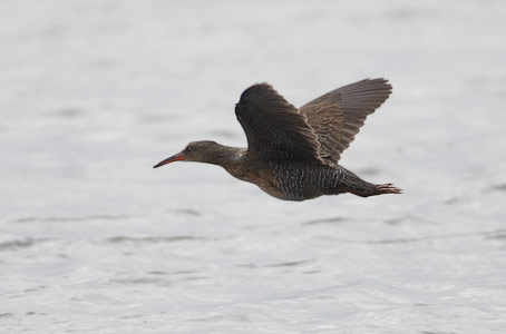 Clapper Rail (Rallus longirostris) photo