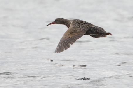Clapper Rail (Rallus longirostris) photo