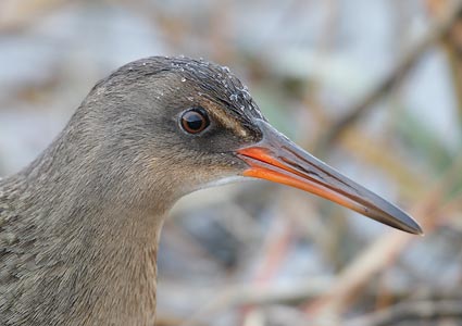 Clapper Rail (Rallus longirostris) photo