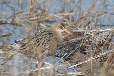 Clapper Rail (Rallus longirostris) photo
