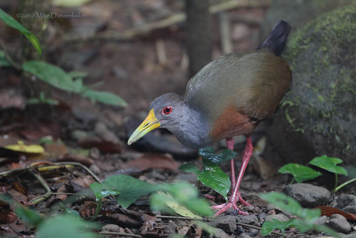 Gray-necked Wood-Rail (Aramides cajanea) photo