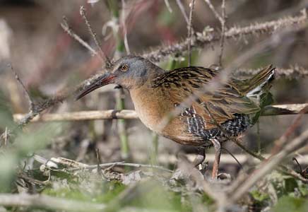 Virginia Rail (Rallus limicola) photo