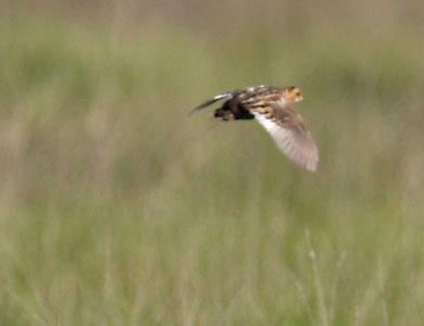 Yellow Rail (Coturnicops noveboracensis) photo
