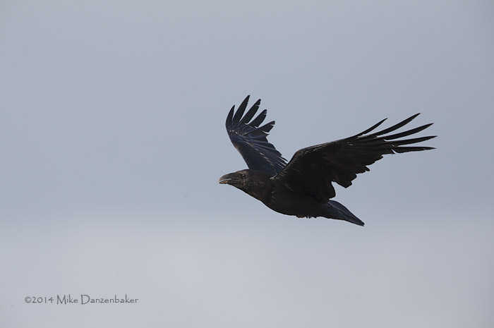 Northern Raven (Corvus corax) photo