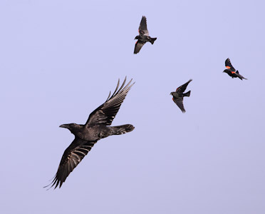 Common Raven (Corvus corax) photo