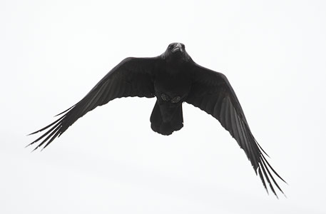 Common Raven (Corvus corax) photo