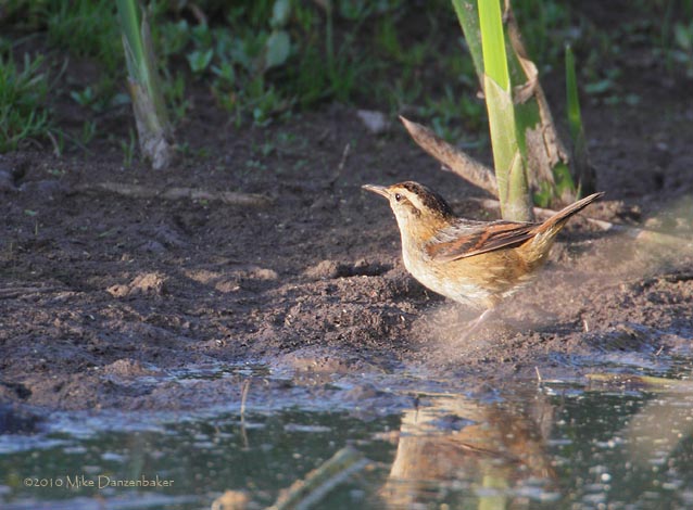 Wren-like Rushbird (Phleocryptes melanops) photo