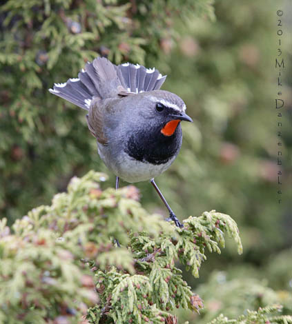 White-tailed Rubythroat (Luscinia pectoralis) photo