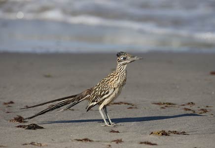 Greater Roadrunner (Geococcyx californianus) photo