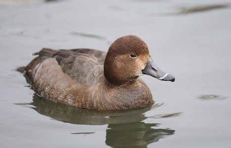 Redhead (Aythya americana) photo