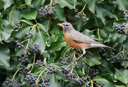 American Robin (Turdus migratorius) photo