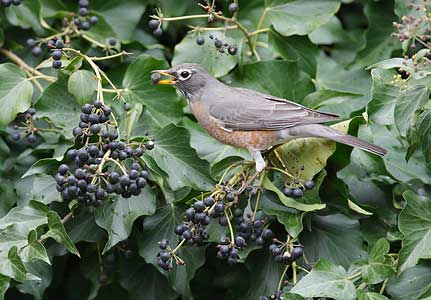 American Robin (Turdus migratorius) photo