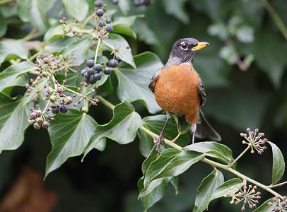 American Robin (Turdus migratorius) photo
