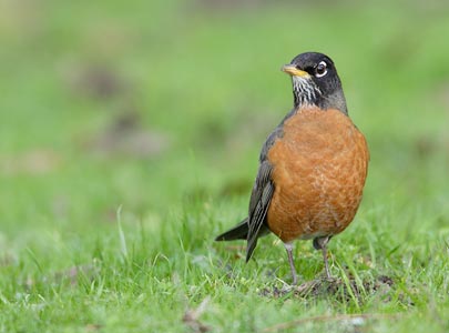 American Robin (Turdus migratorius) photo