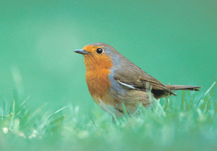 European Robin (Erithacus rubecula) photo