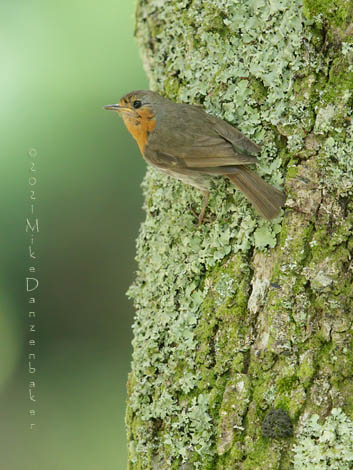 European Robin (Erithacus rubecula) photo
