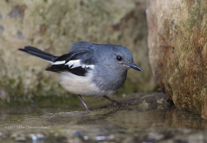 Oriental Magpie-Robin (Copsychus saularis) photo