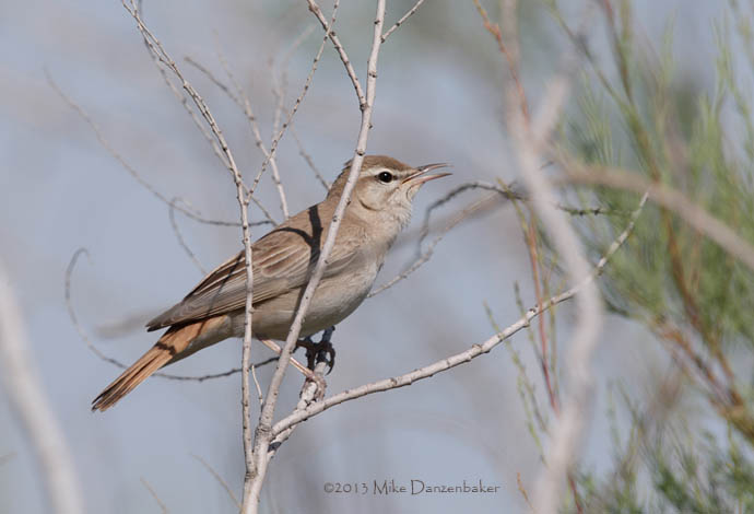 Rufous-tailed Scrub Robin (Erythropygia galactotes) photo