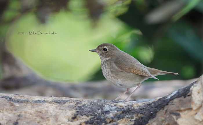 Rufous-tailed Robin (Luscinia sibilans) photo